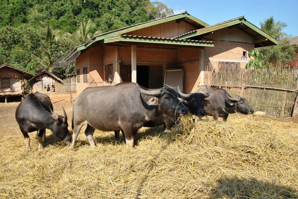 Der Agrarsektor ist enorm wichtig für Laos