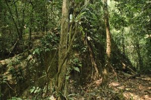 Dschungel in Laos