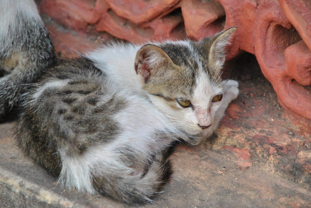 Bei wilden Katzen und Hunden ist in Laos Vorsicht geboten